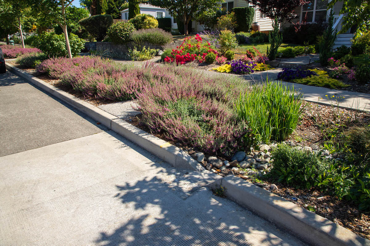 Delridge Natural Drainage Project in West Seattle
