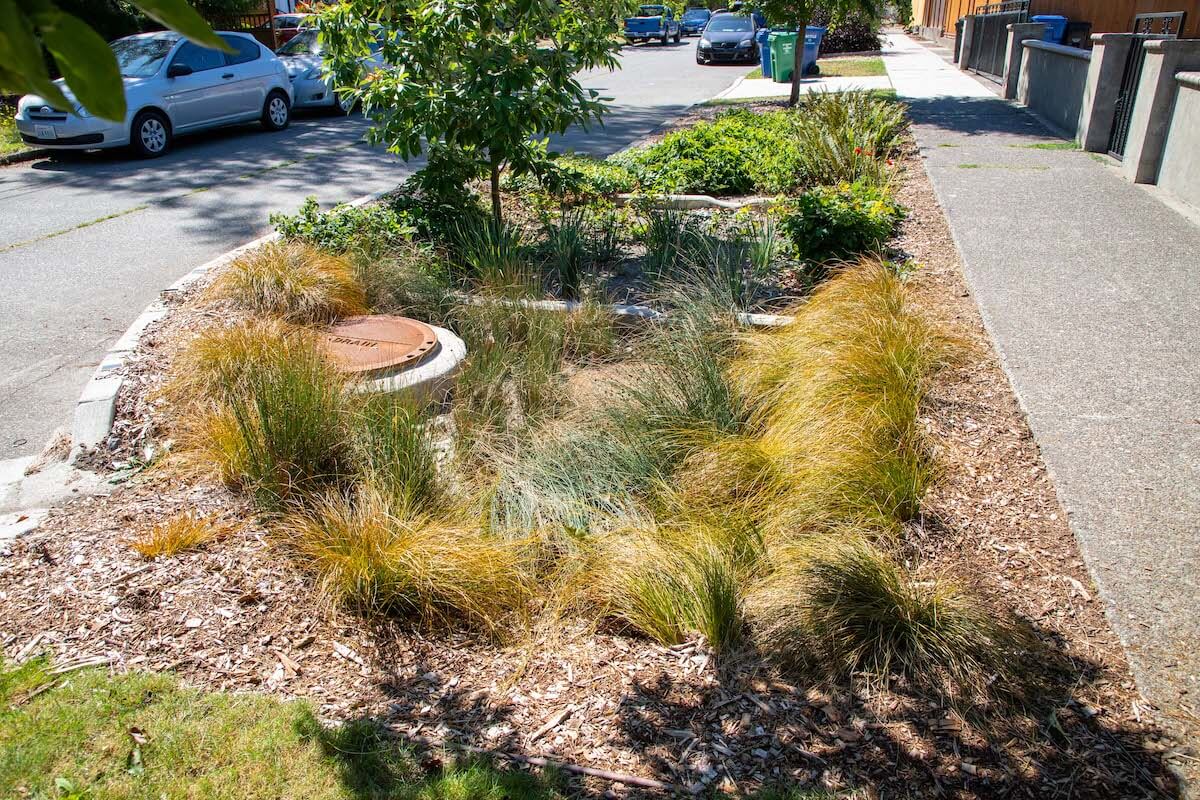 Plants in the Delridge Natural Drainage Project in West Seattle