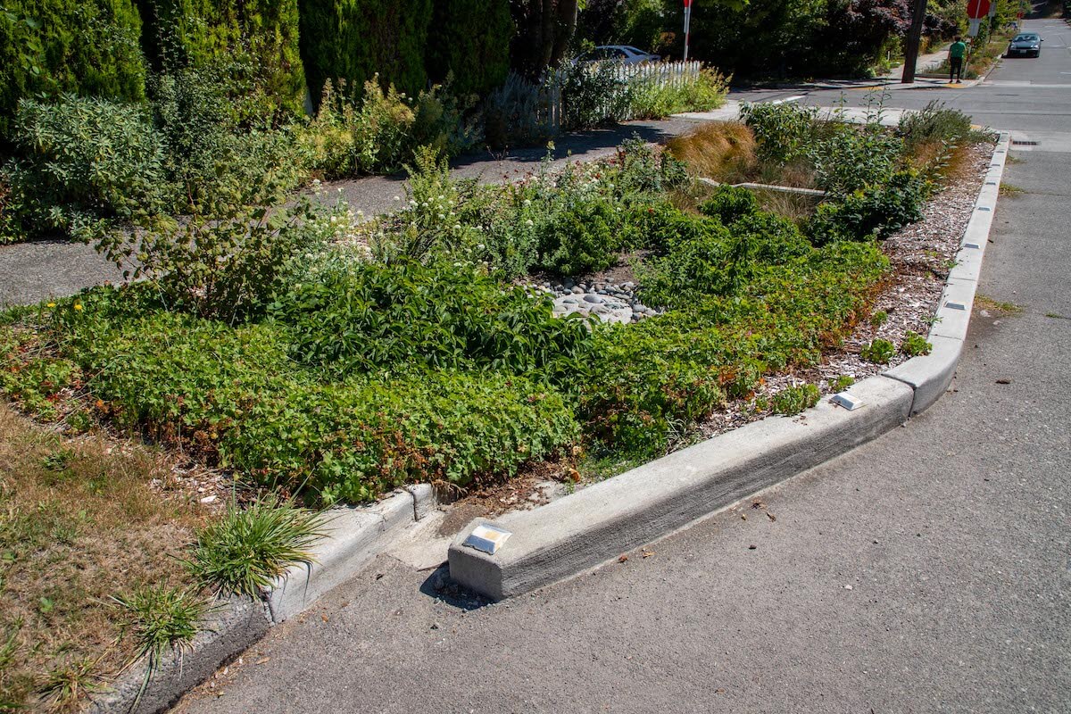 Plants in the Delridge Natural Drainage Project in West Seattle
